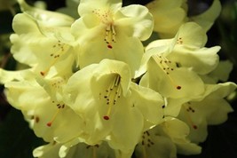 40 SEEDS-Rhododendron dalhousiae-See Description Below-For Experienced G... - $3.99