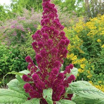 Grow In US 250 Amaranth &quot;&quot;Red Garnet&quot;&quot;  Seeds  Fresh Us Seller Garden Ships Fast - £6.58 GBP