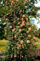 25 Tower Of Jewels Red Buglos Echium Wildpretii Ruby Hummingbird Flower SeedsFro - £6.46 GBP