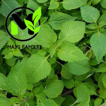 SEPT Vietnamese Balm Seeds Balm Seedshat Rau Kinh Gioieasy To Grow Delic... - $5.88