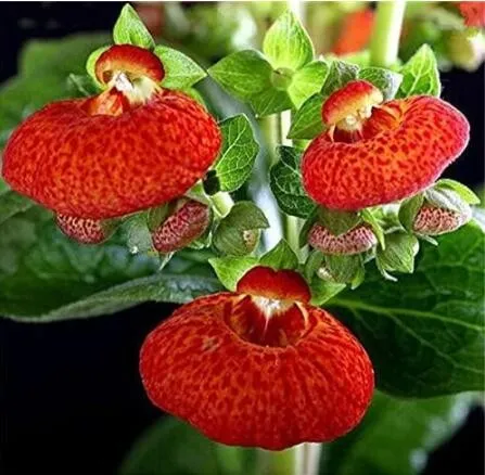 Calceolaria, Red Tiger - £6.25 GBP