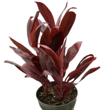 Cordyline &#39;Calypso Queen&#39;-6&quot; Pot - $835.12 MXN