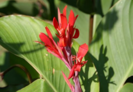 5 Pc Seeds Hardy Red Canna Lily Flower Plant, Canna Hardy Red Seeds | RK - £15.10 GBP
