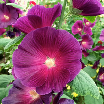 New Color Hollyhock Purple/Alcea Rosea/ 50 Seeds - Ts - £4.73 GBP