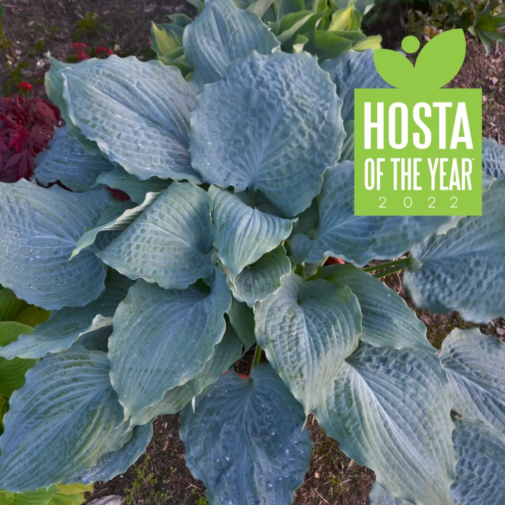 Hosta Diamond Lake Rooted 5.25 Inch Pot Perennial Hosta Of The Year - $34.81