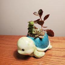 Turtle Planter & Custom Succulent Arrangement, Tortoise Plant Pot, Live Plants image 2