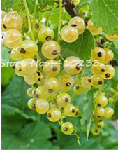 New Fresh Gooseberry Seed Fruit Juicy Currant Organic Sweet Fruit Seeds - $4.45