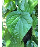 SRN Piper Betel Betel Leaf Herb Seeds Garden - €9,78 EUR