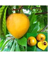 10 pcs Lucuma Nervosa Egg Yolk Fruit Seed High Germination - $12.50