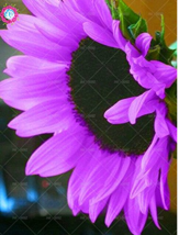 20pcs Pink sunflower seeds.Perennial indoor flower plant seedsdwarf sunf... - $7.89