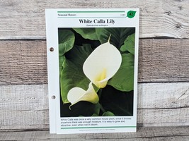 White Calla Lily Card #42 Success W/House Plants 1985 Single Replacement... - £2.63 GBP