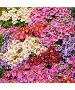 LWK Butterfly Flower Angel Wings Schizanthus Mix Poor Man'S Orchid Non Gmo 500 S - $11.02