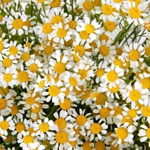 White Silver Princess Chamomile Seeds, 30 Count - Grow Your Own Tranquil Daisy G - £6.25 GBP