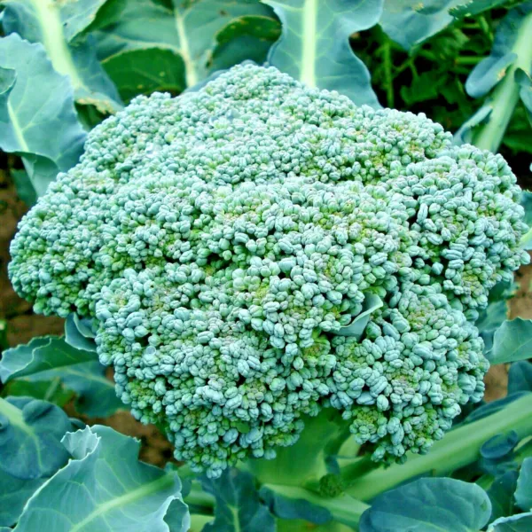 301 Green Sprouting Broccoli Organic Cool Season Vegetable Fresh Seeds - £20.84 GBP