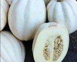 White Cream Of The Crop Acorn Squash Seeds 10+ Non-Gmo - $5.78