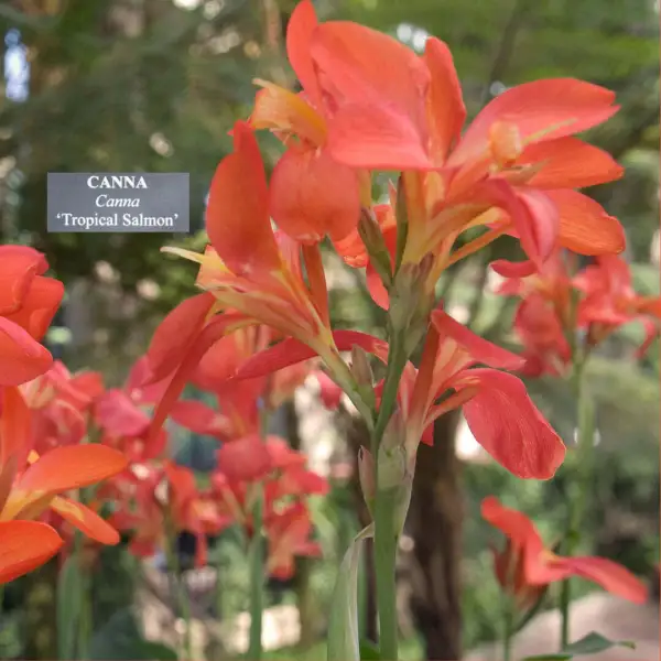 Canna Lily ‘Tropical Salmon’ Live Starter Plant Deep Rosy Orange Flowers Fresh G - $23.89