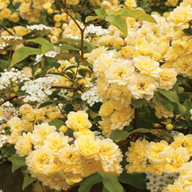 100 pcs Heirloom &#39;Lady Banks&#39; Yellow Climbing Rose Flower Seeds FRESH SEEDS - £5.97 GBP