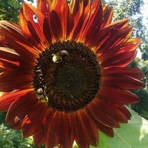 Sunflower #9 Gardening Fresh USA SHIPPING - £6.91 GBP