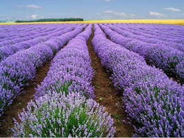200 Seeds Lavender Vera Seeds Heirloom Strong Scent Medicinal From US - £8.34 GBP