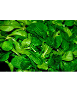 1100 African Cabbage Vegetable Seeds - Cleome Gynandra - Ethiopian Cabbage  - $6.39