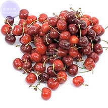 Dwarf Cherry Tree Self Fertile Fruit Tree Bonsai 10 Seeds Giant Dark Red Sweet F - $7.79