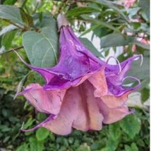 10 Sandra Cansa Angel Trumpet Seeds Flowers Seed Flower Brugmansia Datura 664 Ho - $10.97