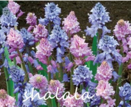 100 Spanish Bluebells Mixture Wood Hyacinth Mix Color Wood Hyacinths Flo... - £5.52 GBP