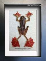 Real Flying Frog Red Webbed Feet Rhacophorus Pardalis Taxidermy Shadowbox - $64.99