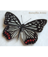 Red Ring Skirt Hestina Assimilis Real Butterfly Entomology Collectible S... - €51,93 EUR Red Ring Skirt Hestina Assimilis Real Butterfly Entomology Collectible S... - €51,93 EUR