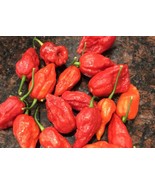 Ghost Pepper Seeds - Super Hot! ️ Grow Your Own Bhut Jolokia Peppers - $2.49+