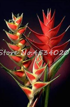 100 Pcs Heliconia Plant Perennial Flower Plants Semillas De Plantas Raras Natura - £5.49 GBP