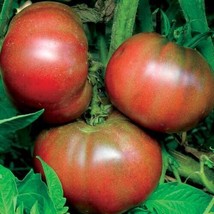 SR12Store Black From Tula Tomato Seeds 50 Ct Vegetable Garden Heirloom Nongmo US - £6.44 GBP