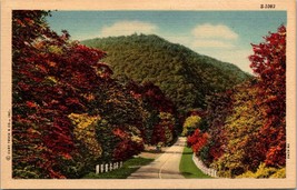 Arkansas S-1083 No Location Road Trees Autumn Fall 1930-45 Vintage Postcard - £7.49 GBP