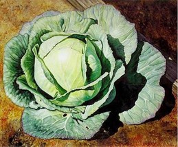 Cabbageearly Jersey200 Seeds 50% Off Sale From US  - $8.35