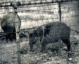 Caged Animals in Salt Lake City Zoo 1930&#39;s Original Stereoview  - $24.82