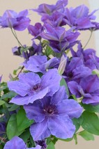 Ravel Clematis Vine Perennial - 2.5&quot; Pot - $45.99