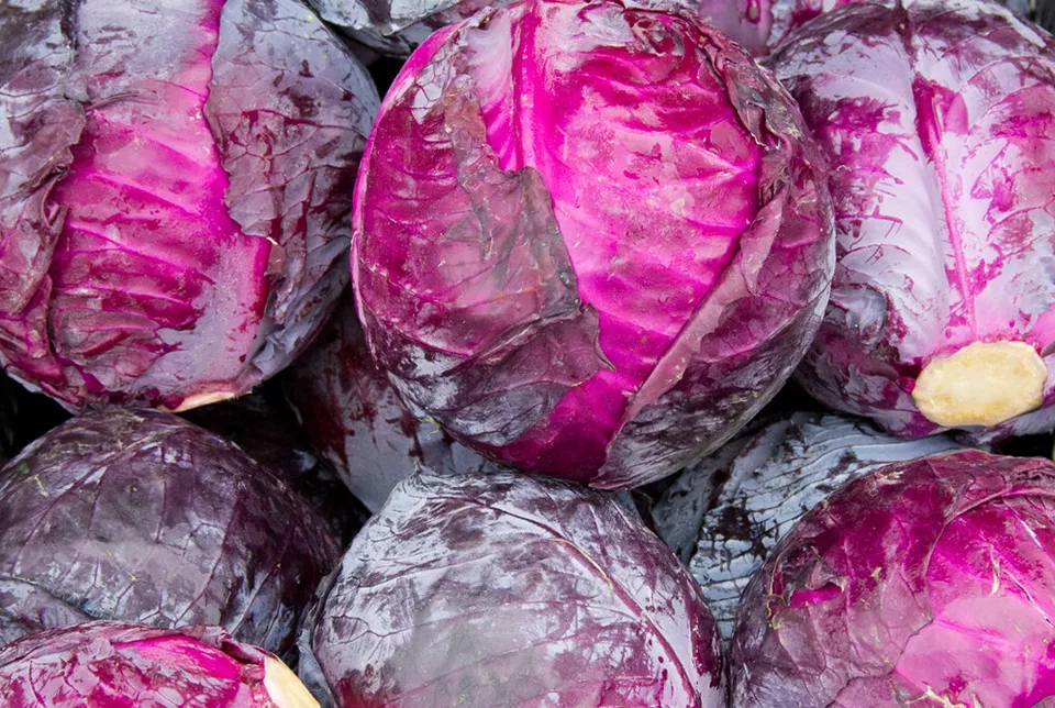 KingStore 250 Red Acre Cabbage Coleslaw Non Gmo Planting Seeds - £7.09 GBP