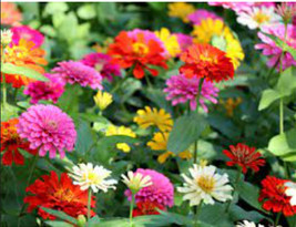 US Seller Zin Master Zinnia Mix 250 Seeds Fast Shipping - £19.37 GBP