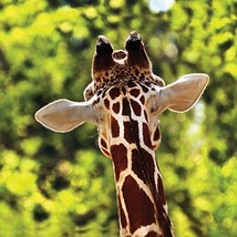 Giraffe 40&quot; x 40&quot; Print On Canvas Painting Wall Art for Wall Décor (Fram... - $24.45