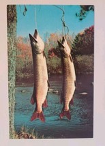 Eau Claire Wisconsin WI Fish Catch Hanging Chrome Vintage Postcard Fishing - £8.50 GBP
