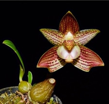 Bulbophyllum Pectinatum Small Orchid Mounted - £26.23 GBP
