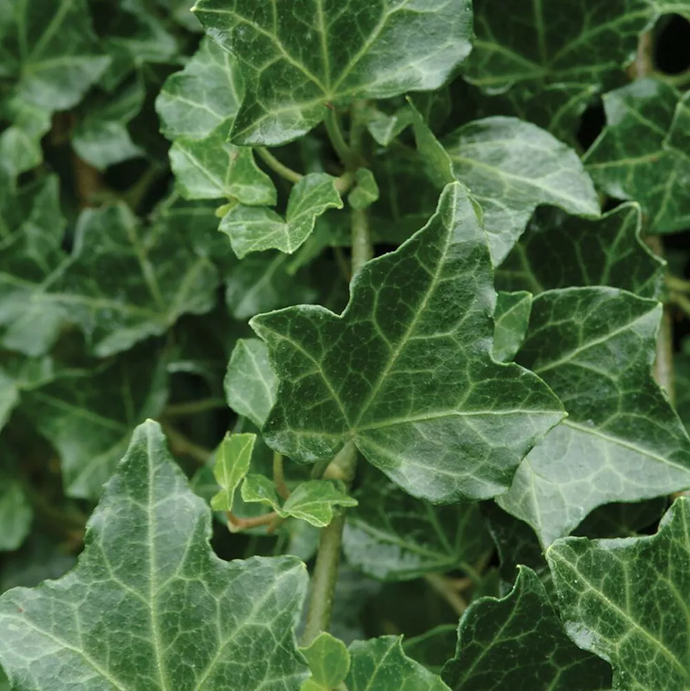 5 Baltic Sub-Zero English Ivy Bareroot Plants 6-12&quot; Tall Hedera helix Baltica - £41.33 GBP