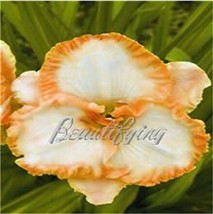 Fresh Seeds 150Pcs Daylily Flower Seeds White Flowers With Light Orange Flowers - $13.82