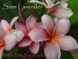  Cutting Plumeria frangipani *Siam Lavender* Fragrant, Rare &amp; Exotic - £12.65 GBP