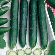 Early Spring Burpless Cucumber 50 Seeds A Good Choice For The Space Saving E3922 - $9.75