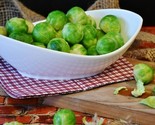 Long Island Improved Brussel Sprout Brassica Oleracea Heirloom 2 50 Seeds - $8.99