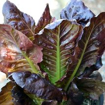 601 Rouge De Hiver Lettuce Seed Vegetable French Greens Garden Container - £9.49 GBP