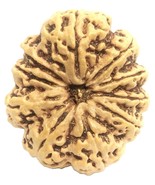 Rare Super Collector 10 Mukhi Rudraksha with 10 complete seeds - 33.75mm... - €534,90 EUR Rare Super Collector 10 Mukhi Rudraksha with 10 complete seeds - 33.75mm... - €534,90 EUR