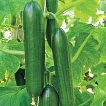 Ashley Long Cucumber Seeds 50+ Ct Vegetable - $9.80