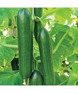 Ashley Long Cucumber Seeds 50+ Ct Vegetable - $9.80
